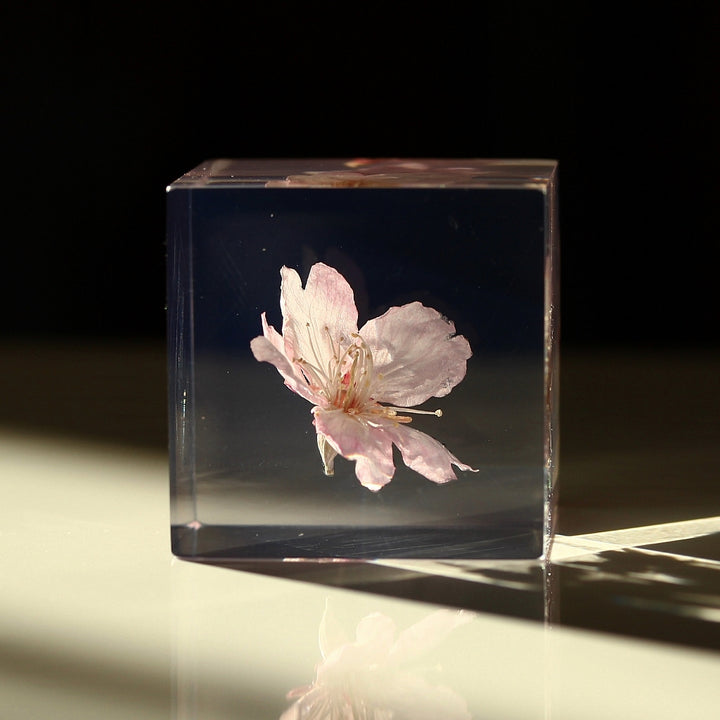 Sakura - Sola Cube