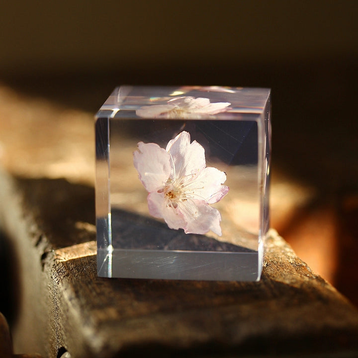 Sakura - Sola Cube