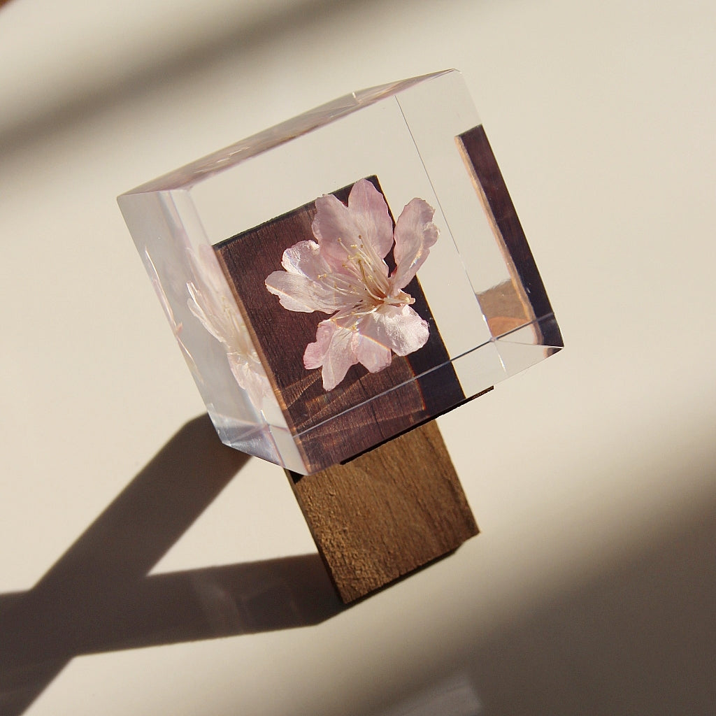 Sakura - Sola Cube