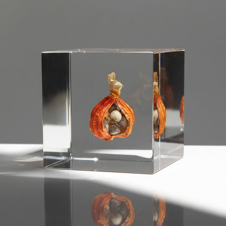 Shell Ginger - Sola Cube