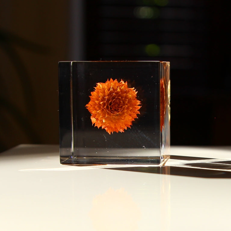 Globe Amaranth - Sola Cube