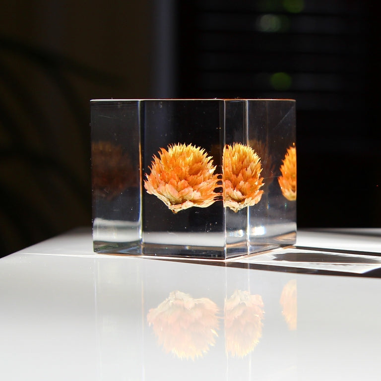 Globe Amaranth - Sola Cube