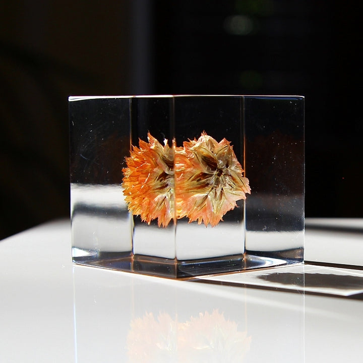 Globe Amaranth - Sola Cube