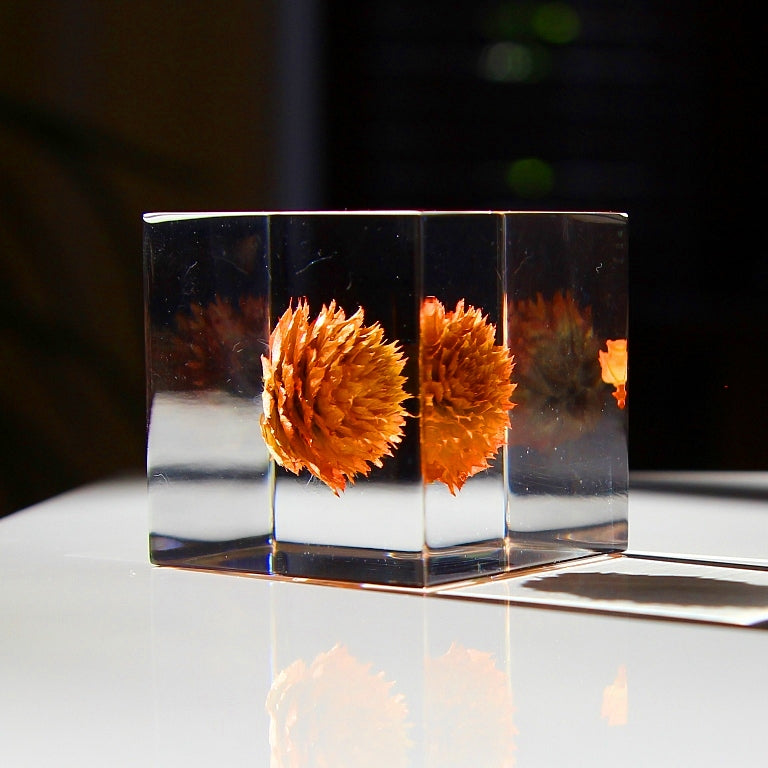 Globe Amaranth - Sola Cube