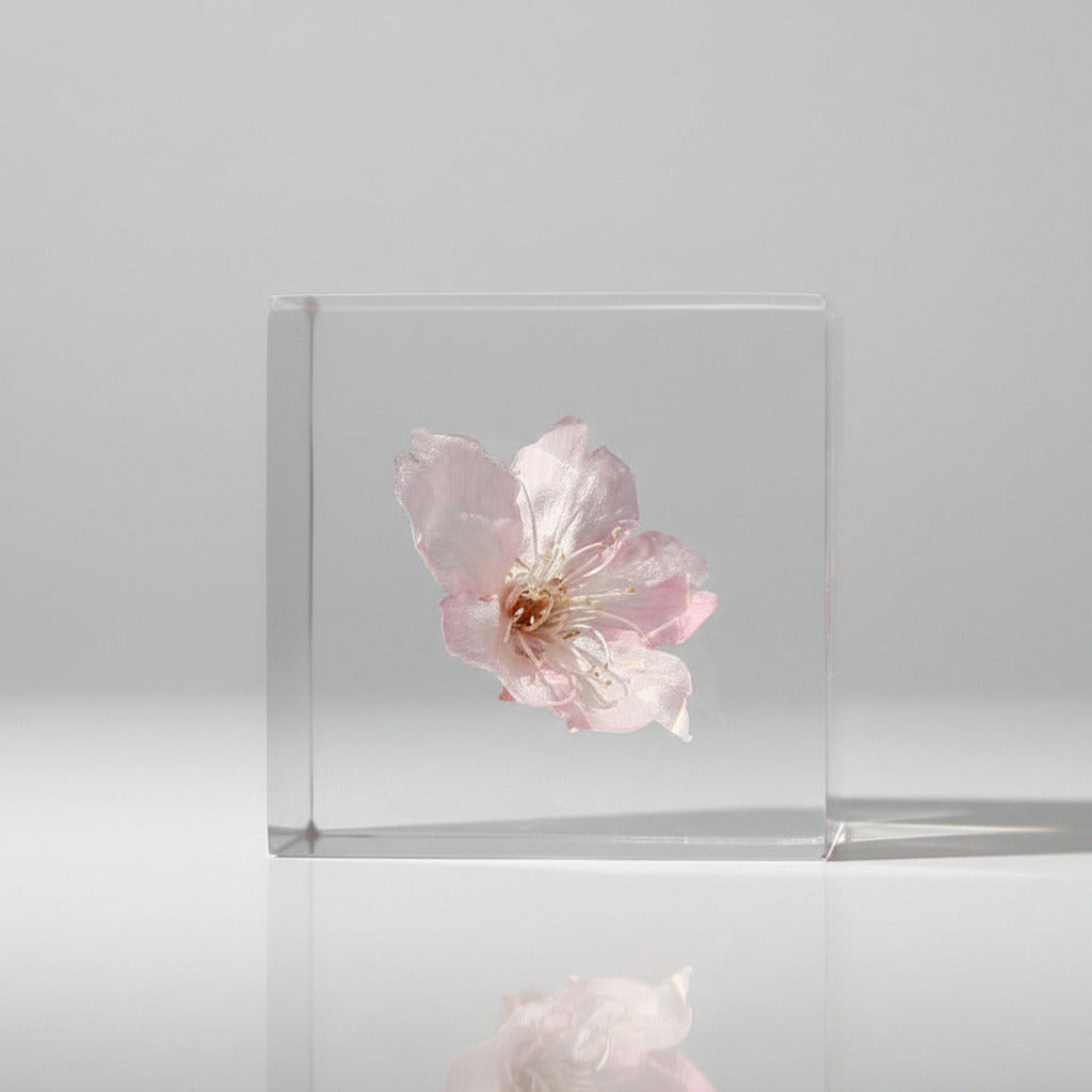 Sakura - Sola Cube