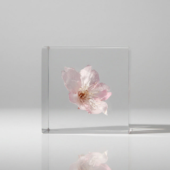 Sakura - Sola Cube