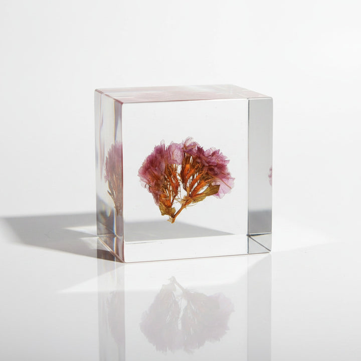Statice - Sola Cube