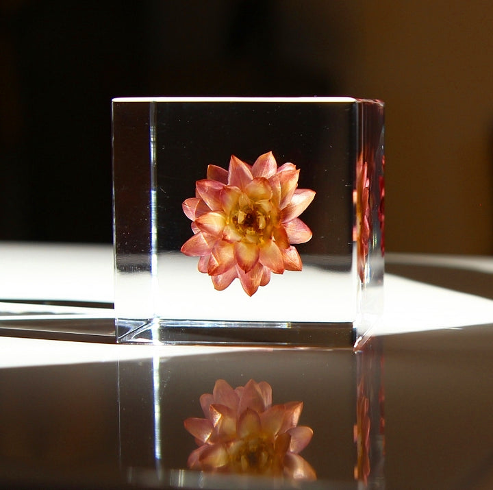 Strawflower - Sola Cube