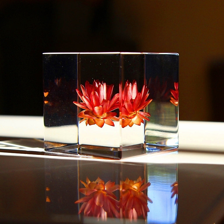 Strawflower - Sola Cube